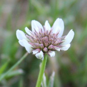 Meet your Posher, Mari